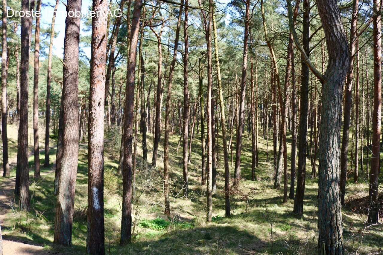 Waldweg zum Strand Waldweg zum Strand
